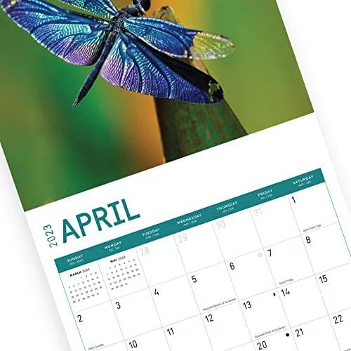Стенен Календар със Стрекозами на 2023 година от Bright Day, 12x12 Инча, Красива Детска Фотография с участието на насекоми