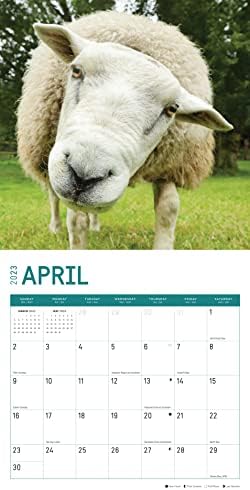 Стенен Календар с Овцете към 2023 година от Bright Day, 12x12 Инча, Красивата Картина на Дивата Природа във Ферма