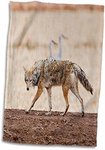 Кърпи 3dRose, Ню Мексико, Socorro, дивата природа Койот - 32 долара в САЩ LDI0018 - Larry Ditto (twl-96854-3)